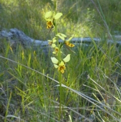 Diuris sulphurea (Tiger Orchid) at Hawker, ACT - 30 Oct 2021 by WendyW