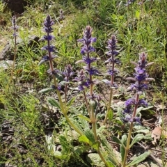 Ajuga australis (Austral Bugle) at Lower Molonglo - 31 Oct 2021 by BronwynCollins