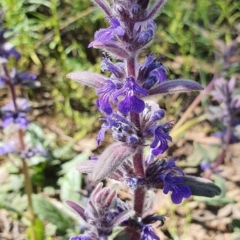 Ajuga australis at Stromlo, ACT - 31 Oct 2021