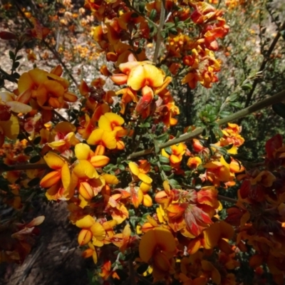 Mirbelia oxylobioides (Mountain Mirbelia) at Molonglo Valley, ACT - 31 Oct 2021 by AndyRussell