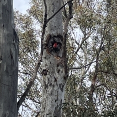 Callocephalon fimbriatum (Gang-gang Cockatoo) at Flea Bog Flat, Bruce - 1 Nov 2021 by JVR