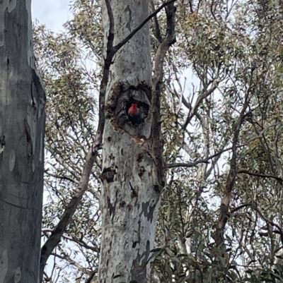 Callocephalon fimbriatum (Gang-gang Cockatoo) at Bruce Ridge to Gossan Hill - 1 Nov 2021 by JVR