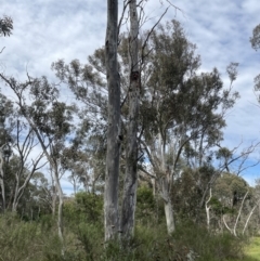 Callocephalon fimbriatum at Bruce, ACT - suppressed