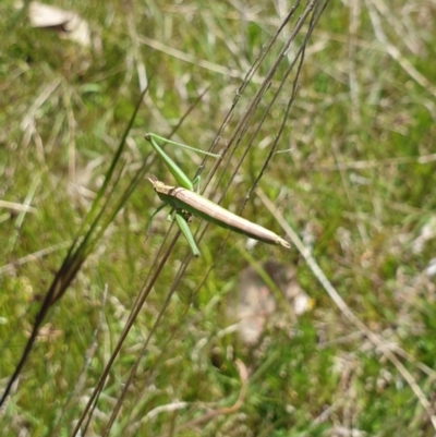 Keyacris scurra (Key's Matchstick Grasshopper) at Forde, ACT - 29 Oct 2021 by gregbaines