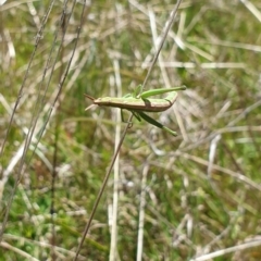 Keyacris scurra at Forde, ACT - 29 Oct 2021