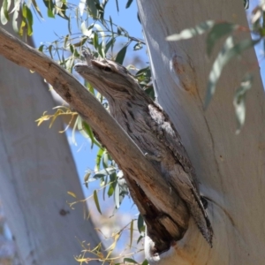 Podargus strigoides at Acton, ACT - suppressed