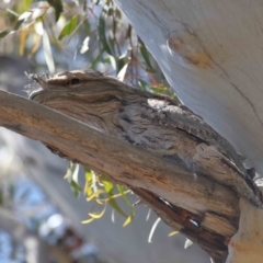 Podargus strigoides at Acton, ACT - suppressed