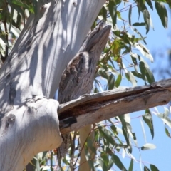 Podargus strigoides at Acton, ACT - suppressed