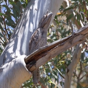 Podargus strigoides at Acton, ACT - suppressed