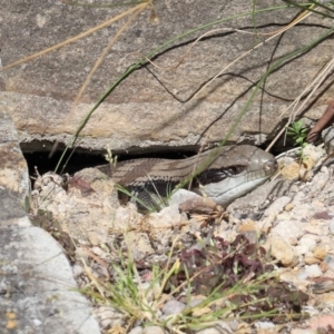 Tiliqua scincoides scincoides at Acton, ACT - 31 Oct 2021