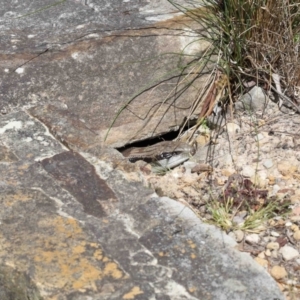 Tiliqua scincoides scincoides at Acton, ACT - suppressed