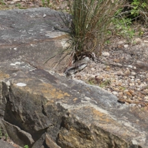 Tiliqua scincoides scincoides at Acton, ACT - suppressed