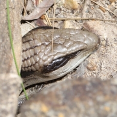 Tiliqua scincoides scincoides at Acton, ACT - suppressed