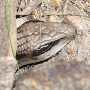 Tiliqua scincoides scincoides at Acton, ACT - 31 Oct 2021