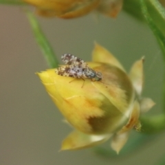 Tephritidae sp. (family) (Unidentified Fruit or Seed fly) at Hughes, ACT - 1 Nov 2021 by LisaH