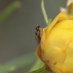 Tephritidae sp. (family) at Hughes, ACT - 1 Nov 2021