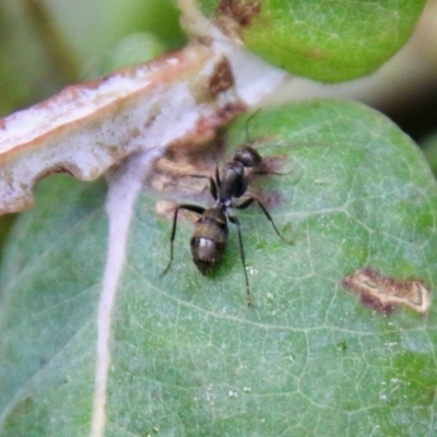 Camponotus aeneopilosus (A Golden-tailed sugar ant) at Hughes, ACT - 31 Oct 2021 by LisaH