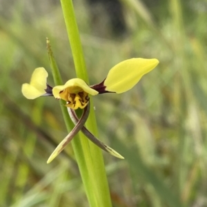 Diuris sulphurea at Bruce, ACT - suppressed