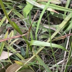 Diuris sulphurea at Bruce, ACT - suppressed