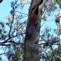 Callocephalon fimbriatum at Molonglo Valley, ACT - suppressed