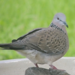 Spilopelia chinensis (Spotted Dove) at Conder, ACT - 22 Oct 2021 by michaelb