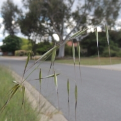 Avena sp. (Wild Oats) at Conder, ACT - 30 Oct 2021 by MichaelBedingfield