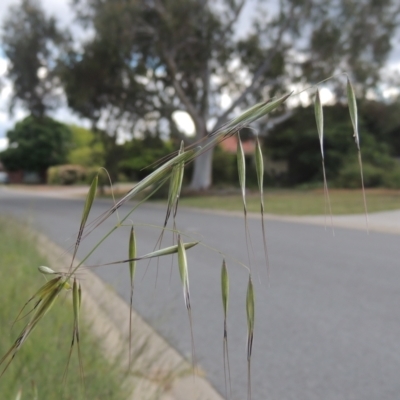 Avena sp. (Wild Oats) at Conder, ACT - 30 Oct 2021 by michaelb