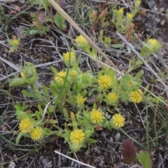 Triptilodiscus pygmaeus (Annual Daisy) at Tuggeranong Hill - 11 Oct 2021 by michaelb