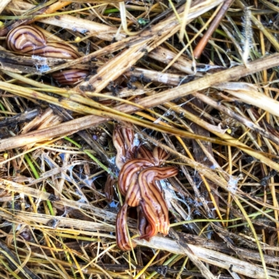 Anzoplana trilineata (A Flatworm) at Googong, NSW - 1 Nov 2021 by Wandiyali