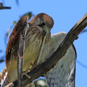 Delma sp. (genus) at Pialligo, ACT - 31 Oct 2021