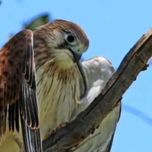 Delma sp. (genus) at Pialligo, ACT - 31 Oct 2021