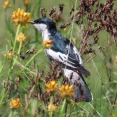 Lalage tricolor (White-winged Triller) at Pialligo, ACT - 31 Oct 2021 by RodDeb