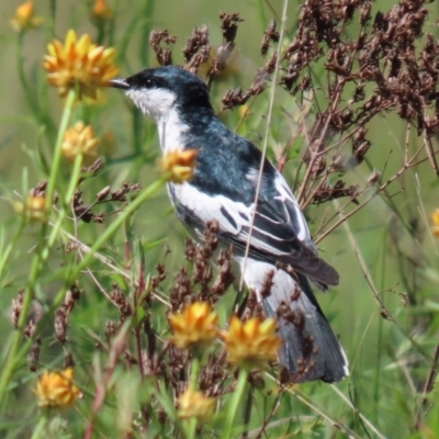 Lalage tricolor (White-winged Triller) at Campbell Park Woodland - 31 Oct 2021 by RodDeb