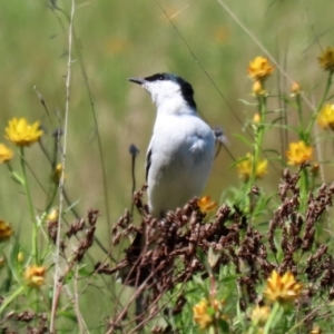 Lalage tricolor at Pialligo, ACT - 31 Oct 2021 01:29 PM