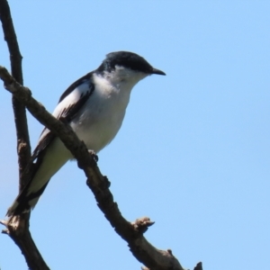 Lalage tricolor at Pialligo, ACT - 31 Oct 2021 01:29 PM