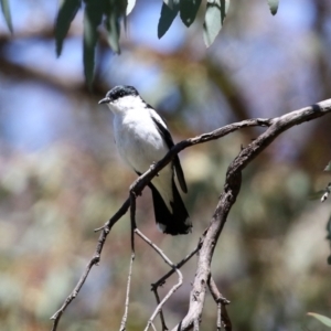 Lalage tricolor at Pialligo, ACT - 31 Oct 2021 01:29 PM