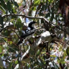 Lalage tricolor at Pialligo, ACT - 31 Oct 2021 01:29 PM