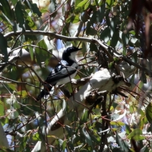 Lalage tricolor at Pialligo, ACT - 31 Oct 2021 01:29 PM