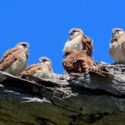 Falco cenchroides (Nankeen Kestrel) at Pialligo, ACT - 31 Oct 2021 by RodDeb