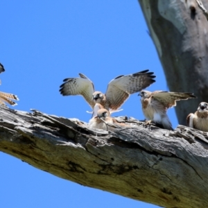 Falco cenchroides at Pialligo, ACT - 31 Oct 2021