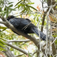 Eudynamys orientalis (Pacific Koel) at Aranda, ACT - 1 Nov 2021 by KMcCue