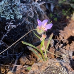 Wahlenbergia sp. (Bluebell) at Stromlo, ACT - 31 Oct 2021 by KMcCue