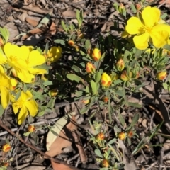 Hibbertia obtusifolia (Grey Guinea-flower) at West Stromlo - 30 Oct 2021 by KMcCue