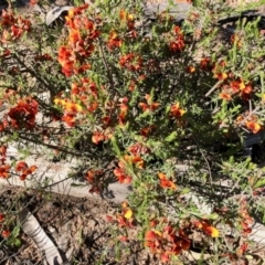 Dillwynia sp. at West Stromlo - 30 Oct 2021 by KMcCue