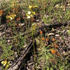 Diuris sulphurea (Tiger Orchid) at Stromlo, ACT - 31 Oct 2021 by KMcCue