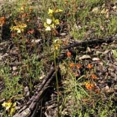 Diuris sulphurea (Tiger Orchid) at Stromlo, ACT - 30 Oct 2021 by KMcCue