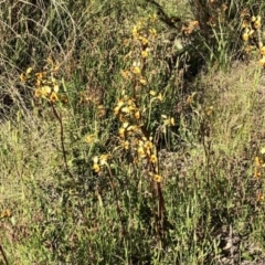 Diuris semilunulata (Late Leopard Orchid) at Stromlo, ACT - 31 Oct 2021 by KMcCue