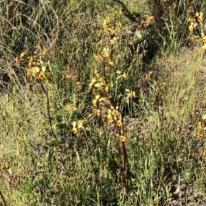 Diuris semilunulata at Stromlo, ACT - suppressed