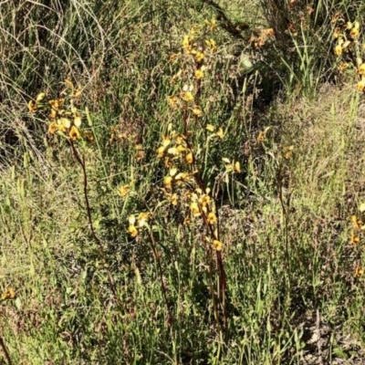 Diuris semilunulata (Late Leopard Orchid) at Stromlo, ACT - 31 Oct 2021 by KMcCue