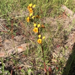 Diuris semilunulata at Stromlo, ACT - suppressed